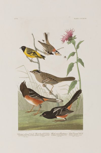 Illustrazione da 