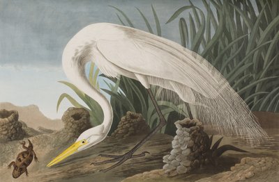 Illustrazione da 