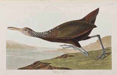 Illustrazione da 