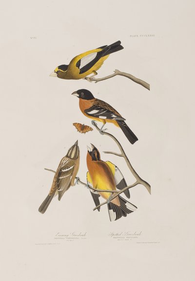 Illustrazione da 