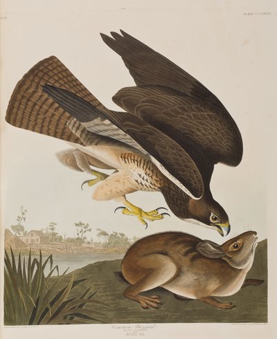 Illustrazione da 