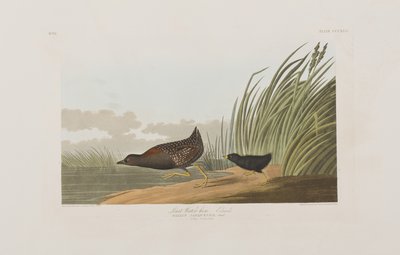 Illustrazione da 