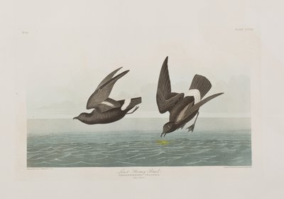 Illustrazione da 