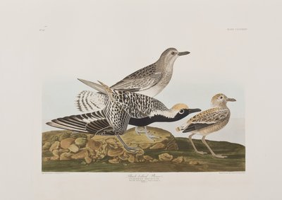 Illustrazione da 