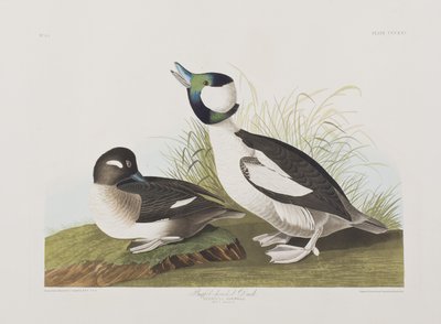 Illustrazione da 