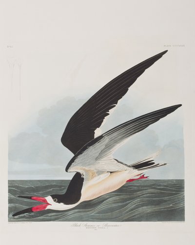 Illustrazione da 