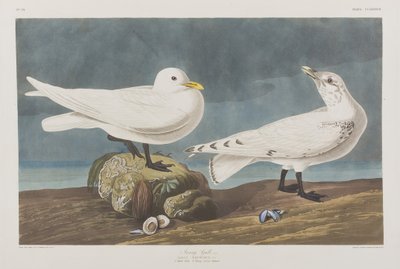 Illustrazione da 