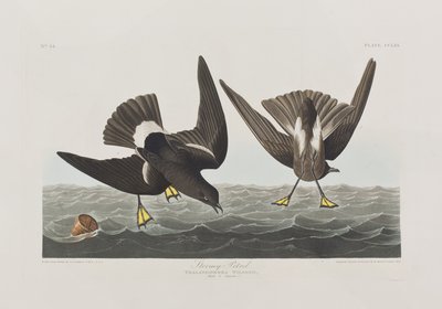 Illustrazione da 