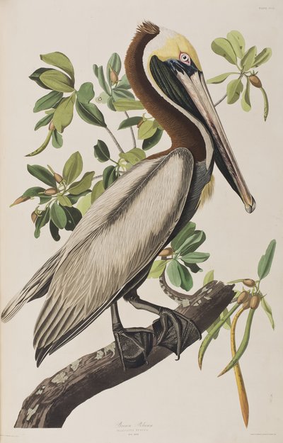 Illustrazione da 