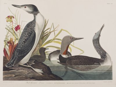 Illustrazione da 