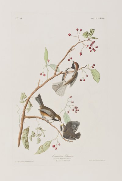 Illustrazione da 