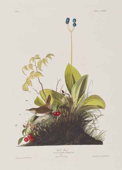 Illustrazione da 