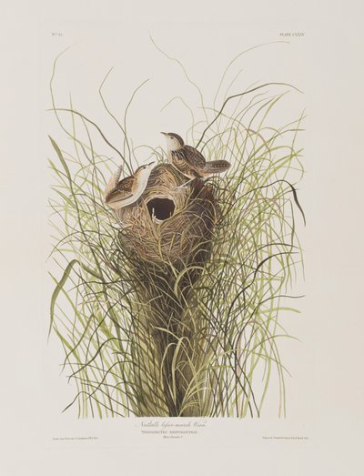 Illustrazione da 