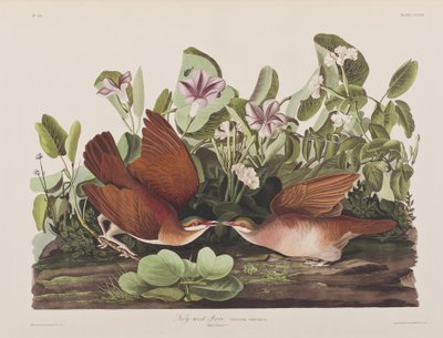 Illustrazione da 