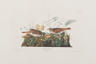 Illustrazione da 