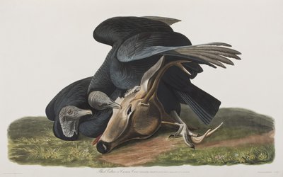 Illustrazione da 