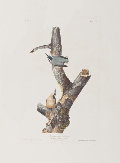 Illustrazione da 