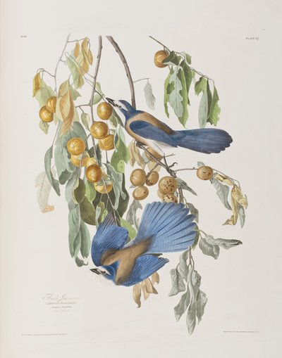 Illustrazione da 