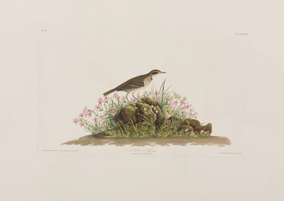 Illustrazione da 