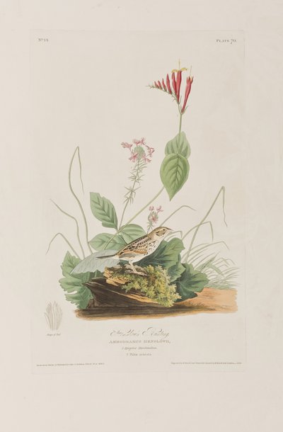 Illustrazione da 