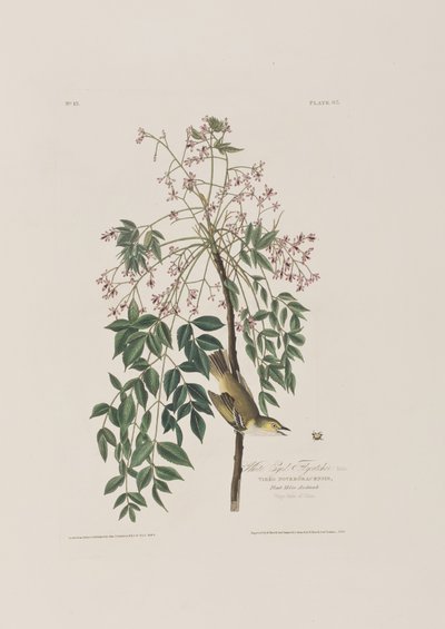 Illustrazione da 