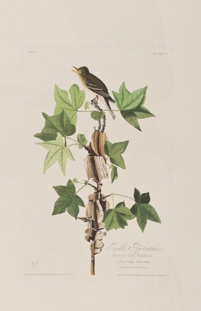 Illustrazione da 