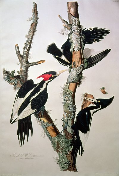 Picchio dal becco avorio, da 