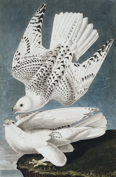 Falco islandese, Falco Islandicus, da "Gli uccelli d