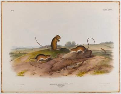 Topo saltatore da John James Audubon
