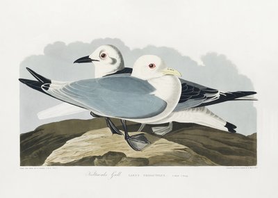 da John James Audubon