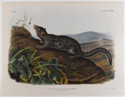 Spermofilo dalla coda grande da John James Audubon