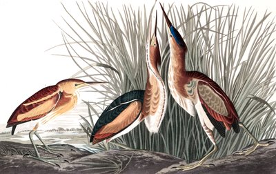 Tarabusino minore, Ixobrychus Exilis, da "The Birds of America" di John J. Audubon, pub. 1827-38 (incisione colorata a mano) da John James Audubon