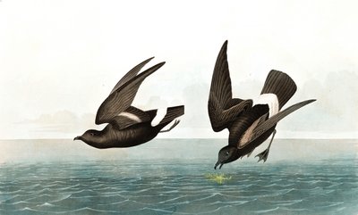 Petrello delle tempeste minore, Thalassidroma Pelagica, da "Gli uccelli d