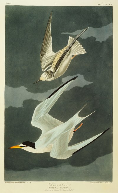 Sterna minore da John James Audubon