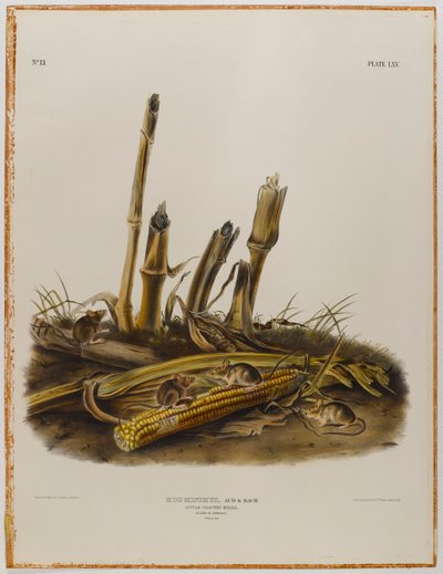 Topo da raccolto da John James Audubon
