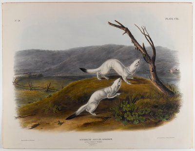 Piccola donnola agile da John James Audubon