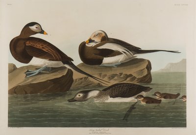 Anatra dalla coda lunga, 1836 da John James Audubon