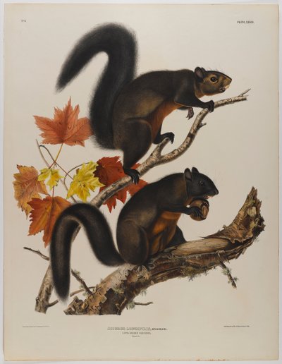 Scoiattolo a pelo lungo da John James Audubon