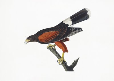  da John James Audubon