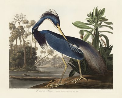 Airone della Louisiana, tratto da *Birds of America* (1827) da John James Audubon