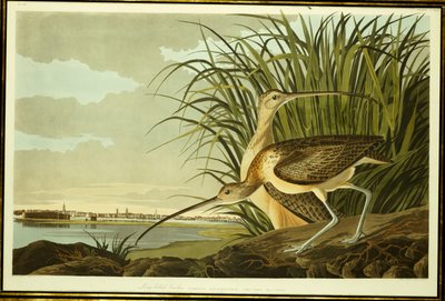 Chiurlo maschio e femmina da John James Audubon