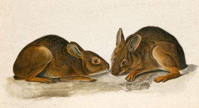 Lepri di palude da John James Audubon