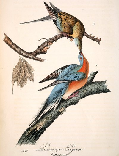Il piccione viaggiatore di Mershon (lastra Audubon, ritaglio) da John James Audubon