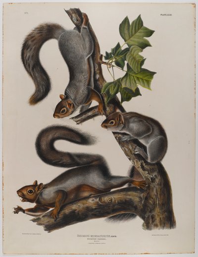 Scoiattolo migratore da John James Audubon