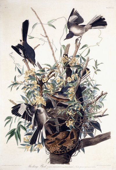Uccello Beffardo (Turdus Polyglottus) da John James Audubon
