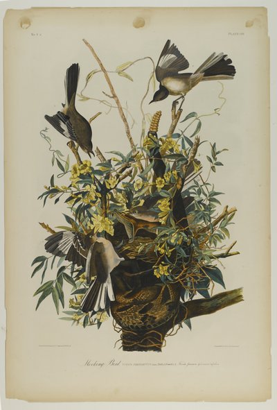 Uccello beffeggiatore da John James Audubon