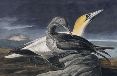 Sula bassana, Morus Bassanus, da 