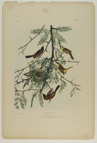 Oriolo del frutteto da John James Audubon