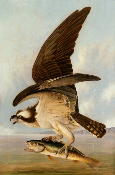 Falco pescatore e pesce debole da John James Audubon