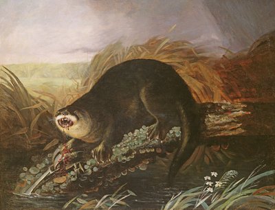 Lontra catturata in una trappola da John James Audubon